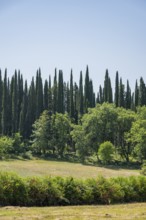 Cypress trees growing in the tuscan landscape, Chianti Region, Tuscany, Italy, Europe