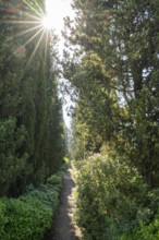 Cypress trees growing beside a little trail, Tuscan landscape, Chianti Region, Tuscany, Italy,