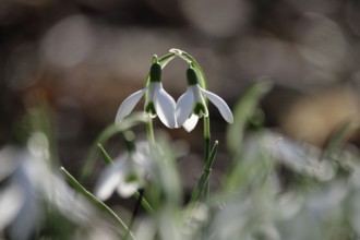 Snowdrops (Galanthus), February, Germany, Europe