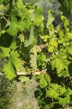 Grapes growing in a vineyard in Chianti at sunrise, Chianti Region, Tuscany, Italy, Europe