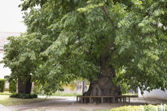 Very old summer lime tree (Tilia platyphyllos) in the churchyard of the Emmaus Church in Kaditz,