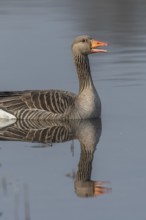 Greylag goose (Anser anser) swimming on a pond in a nature reserve. Lower Rhine, Alsace, France,