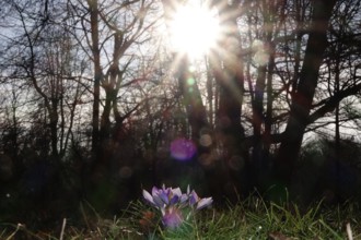 Crocuses, February, Germany, Europe