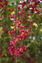 Peacock (Euonymus europaeus), Bavaria, Germany, Europe