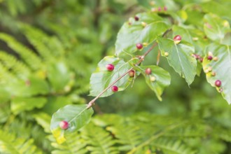 Leaves of beech (Fagus), infested by the beech gall midge (Mikiola fagi), a species of gall midge