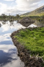 Beaver castle, Laguna Victoria, Provinz Tierra del Fuego, Argentina, South America