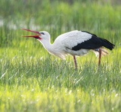 White stork (Ciconia ciconia) foraging in a meadow, spider threads on the grass, Lower Saxony,