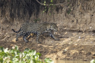 Jaguar (Panthera onca) on a steep bank, Pantanal, Brazil, South America