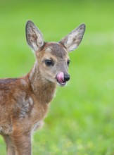 Roe deer (Capreolus capreolus), fawn standing in a meadow and licking its mouth, Germany, Europe