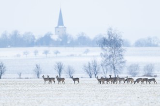 Roe deer (Capreolus capreolus) a group, a jump Deer standing on a snowy field in winter, behind the