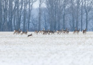 Roe deer (Capreolus capreolus) a group, a jump Roe deer running across a snowy field in winter,