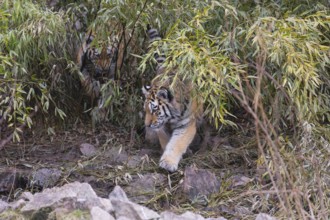 One young Siberian Tiger, Panthera tigris altaica walking out of dense green vegetation