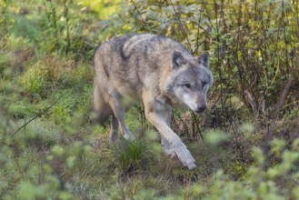 An adult grey wolf (Canis lupus lupus) runs through the dense undergrowth at the edge of the forest