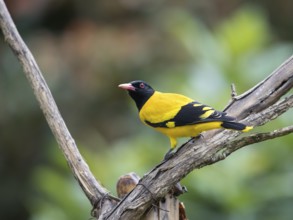 Black-headed oriole (Eurasian Golden Oriole xanthornus), Kaeng Krachan National Park, Thailand,