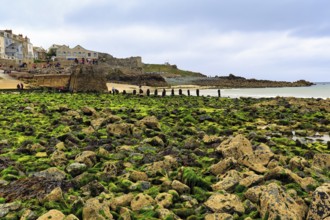 Boulders, seaweed, seaweed, St. Ives Bay, coastline, West Cornwall, England, Great Britain