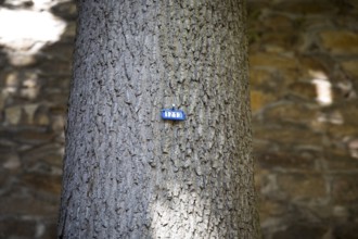 Number 1213 as a sign on a tree, Freiberg, Saxony, Germany, Europe