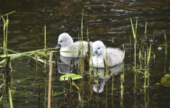 Mute swan, (Cygnus olor) Swan babies swimming in the lake