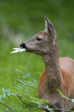 Roe deer (Capreolus capreolus), doe eating leaves of a rowan, mountain ash (Sorbus aucuparia),