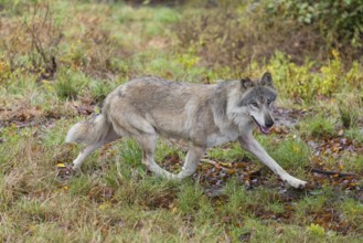 An adult grey wolf (Canis lupus lupus) runs through the dense undergrowth at the edge of the forest