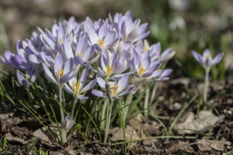 Elfin crocus (Crocus tommasianus), Emsland, Lower Saxony, Germany, Europe