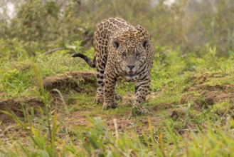 Jaguar (Panthera onca), upper edge of steep bank, Pantanal, Brazil, South America