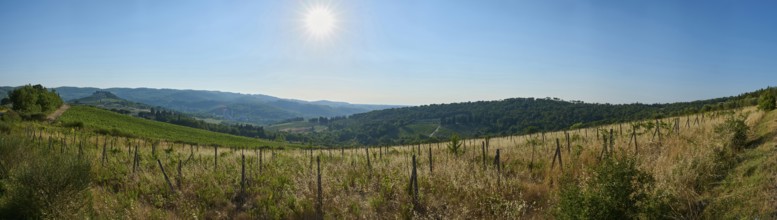 Tuscan landscape, country estate with vineyards, forests, olive trees and cypresses in Chianti,