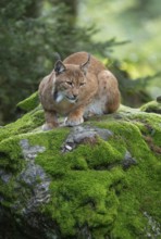 Eurasian lynx (Lynx lynx) lying on a moss-covered rock in the forest and looking attentively,