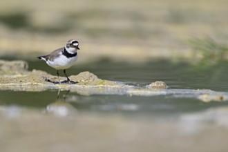 Little Ringed Plover (Charadrius dubius), standing in silt, Aue nature reserve, Reussegg, Sins,