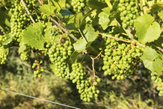 The grapes are growing, Prinz zur Lippe vineyard, Proschwitz, Meissen, Saxony, Germany, Europe