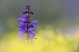 Meadow sage (Salvia pratensis), single flower candle, in yellow field mustard (Sinapis arvensis),