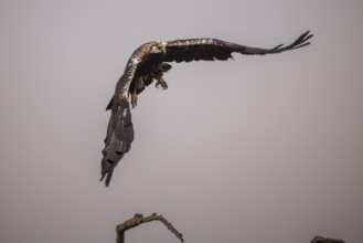 Spanish imperial eagle (Aquila Adalberti), take-off, La Mancha, Spain, Europe