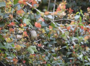 Streaked-cheeked Bulbul (Pycnonotus conradi) . Phetchaburi, Kaeng Krachan National Park, Thailand,