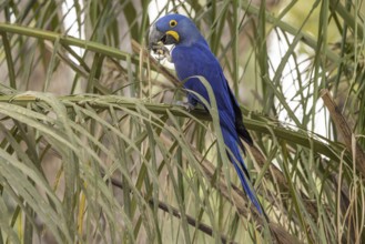 Hyacinth Macaw (Anodorhynchus hyacinthinus), feeding on palm leaf, Pantanal, Brazil, South America