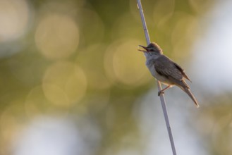 Great Reed Warbler (Acrocephalus arundinaceus), singing on a reed stem, backlight, Lake Kerkini,