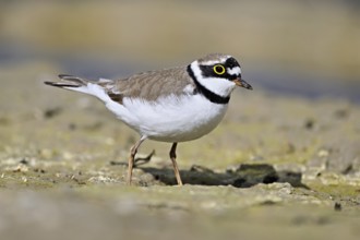 Little Ringed Plover (Charadrius dubius), standing in silt, Aue nature reserve, Reussegg, Sins,