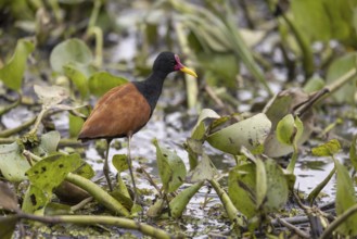 Red-fronted Jacana (Jacana jacana), in the water, Pantanal, Brazil, South America