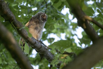 Long-eared owl (Asio otus), young bird, just fledged, nest fledgling, Bottrop, Ruhr area, North