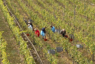 Grape grape harvest at the vineyard in Esslingen am Neckar, Baden-Württemberg, Germany, Europe