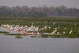 Pantanal water areas, overview with herons and roseate spoonbills (Platalea ajaja), Brazil, South