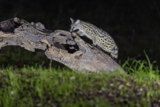 Small spotted genet (Genetta genetta), at night, on a branch, Andalusia, Spain, Europe