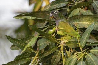 Maximilian parrot (Pionus maximiliani), with fruit, Pantanal, Brazil, South America