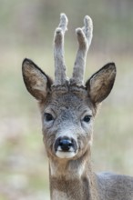 Roe deer (Capreolus capreolus), roebuck, portrait, in winter coat, with horns, antlers in velvet,