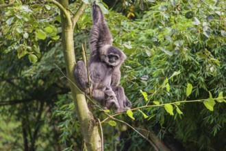 Ein weiblicher Silbergibbon (Hylobates moloch) oder Javagibbon hängt mit seinem Baby im Arm in