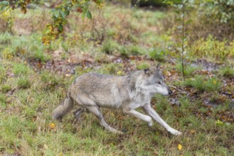 An adult Eurasian grey wolf (Canis lupus lupus) runs across a green meadow