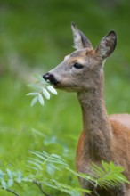 Roe deer (Capreolus capreolus), doe eating leaves of a rowan, mountain ash (Sorbus aucuparia),