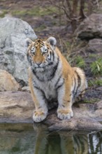 One young Siberian Tiger, Panthera tigris altaica sitting ashore a little pond