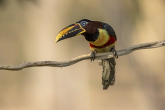 Brown-eared Aracari (Pteroglossus castanotis), on liana, Jaguar Eco Lodge, Pantanal, Brazil, South