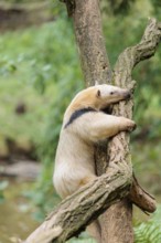 A southern tamandua (Tamandua tetradactyla), climbs up a tree in a forest