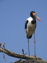 A stork stands on a branch against a clear blue sky, Saddle-billed Stork (Ephippiorhynchus