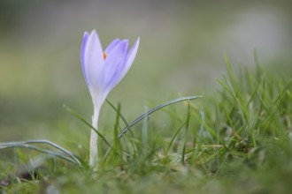 Elfin crocus (Crocus tommasianus), Emsland, Lower Saxony, Germany, Europe